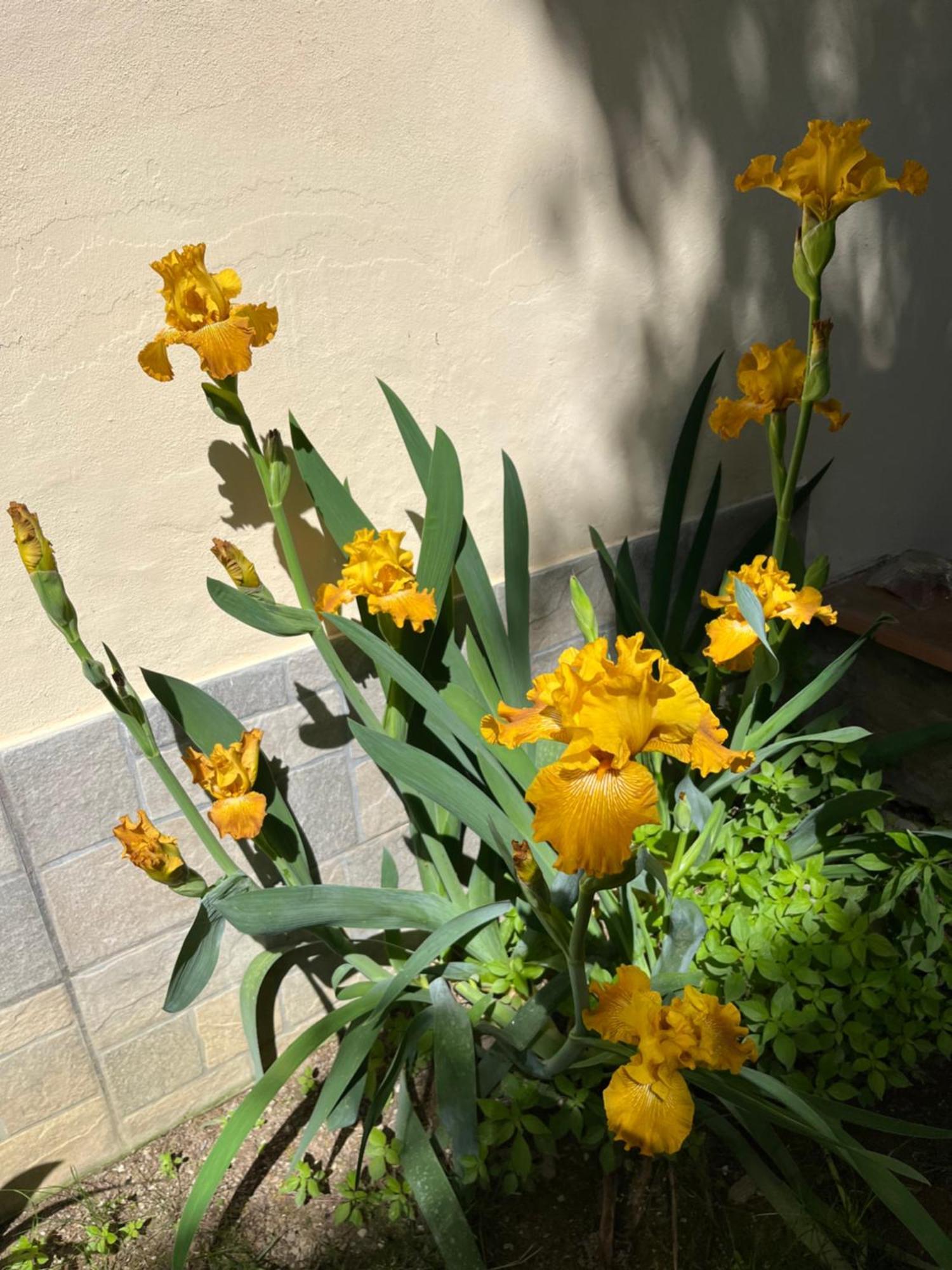 Dalu Lucilla - Private Car Park 15 Minutes To The Center Appartement Florence